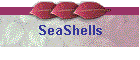 SeaShells